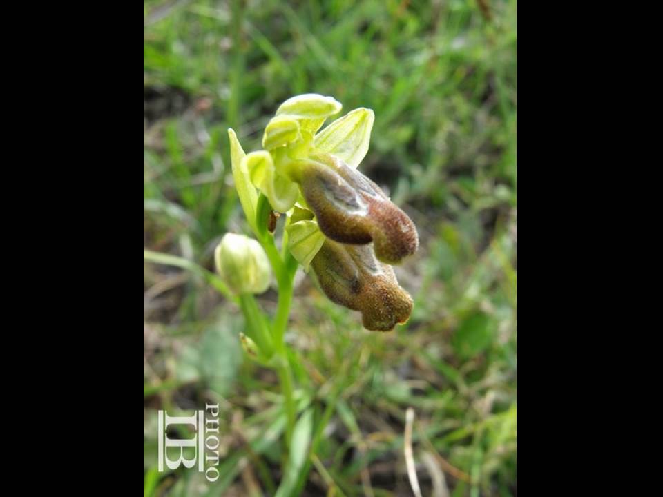 Ophrys gr. fusca